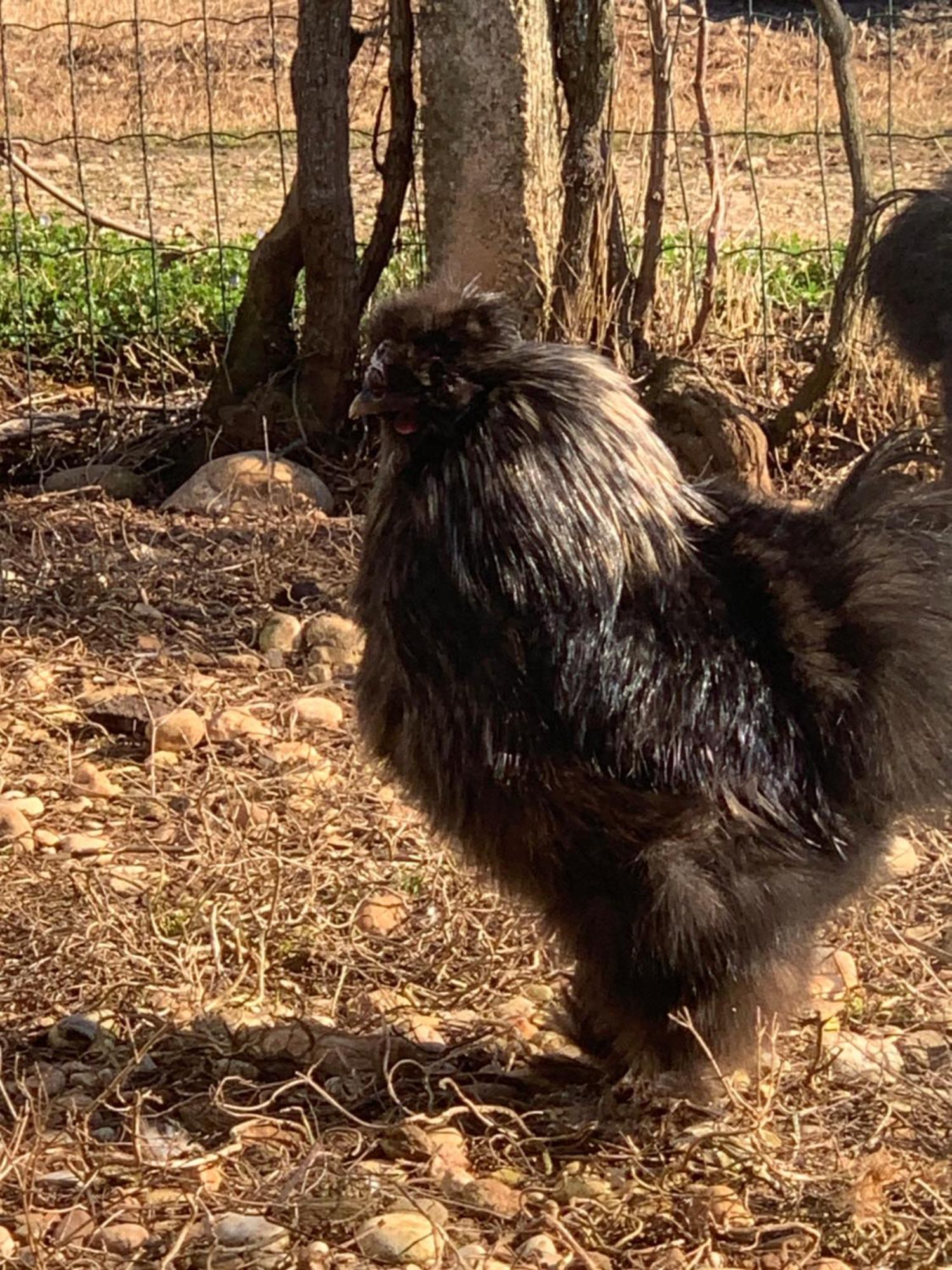Agriturismo Il Podere Vedelago Con San Bernardo, Alpaca E Una Pentola Di Cose Da Scoprire Exterior photo